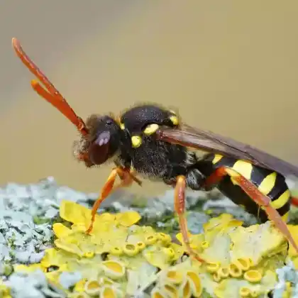 Foto von Gelbfühler-Wespenbiene (Nomada fulvicornis)