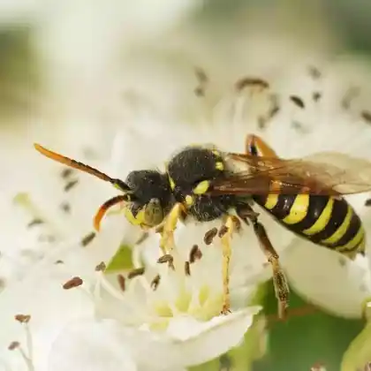 Foto von Feld-Wespenbiene (Nomada goodeniana)