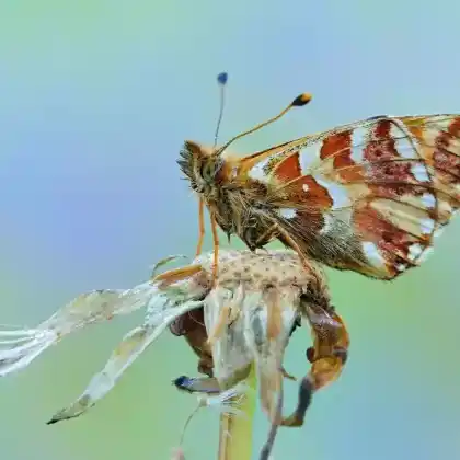 Foto von Alpenmatten-Perlmuttfalter (Boloria pales)