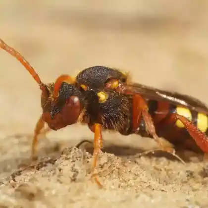Foto von Rothaarige Wespenbiene (Nomada lathburiana)