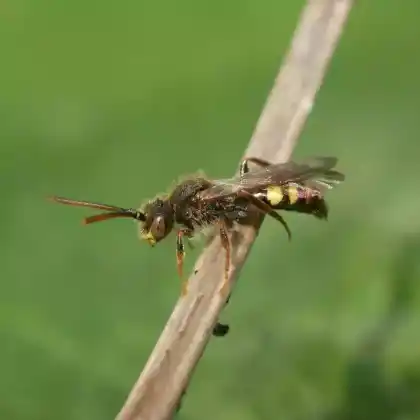 Foto von Frühe Wespenbiene (Nomada leucophthalma)