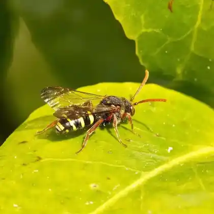 Foto von Wiesen-Wespenbiene (Nomada marshamella)