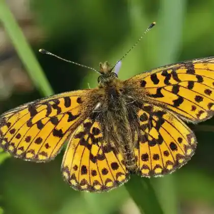 Foto von Sumpfwiesen-Perlmuttfalter (Boloria selene)