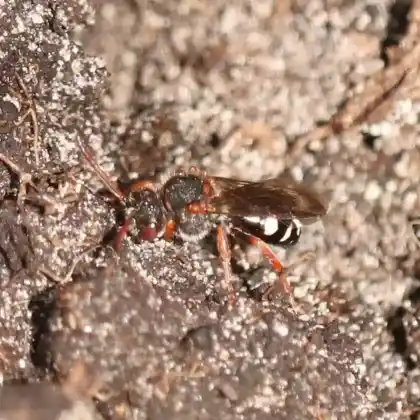 Foto von Vorfrühlings-Wespenbiene (Nomada obscura)