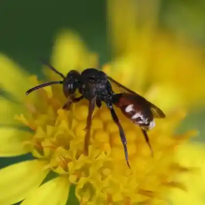 Foto von Stumpfkielige Wespenbiene (Nomada obtusifrons)