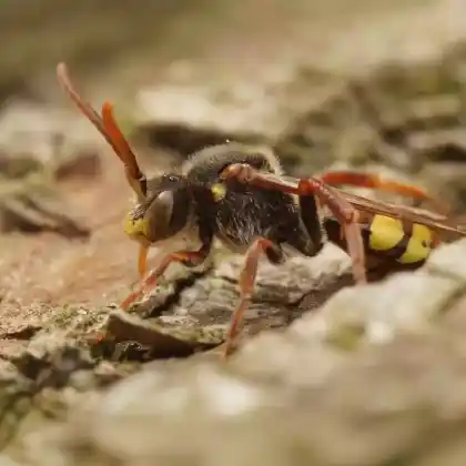 Foto von Panzers Wespenbiene (Nomada panzeri)