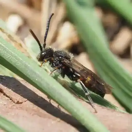 Foto von Auen-Wespenbiene (Nomada posthuma)