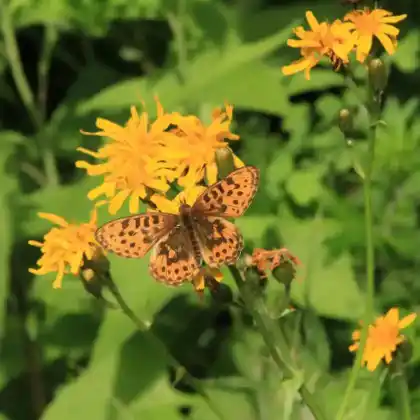 Foto von Bergwald-Perlmuttfalter (Boloria thore)