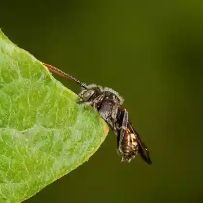 Foto von Rotfühler-Wespenbiene (Nomada ruficornis)