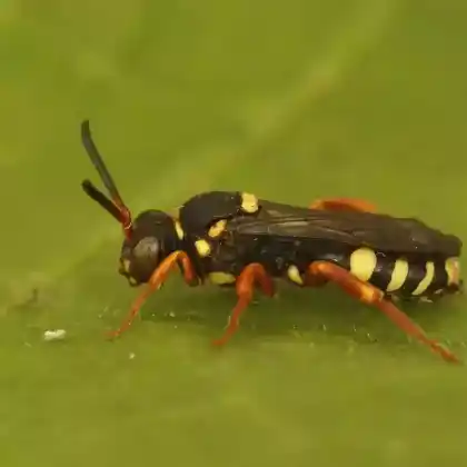 Foto von Heide-Wespenbiene (Nomada rufipes)