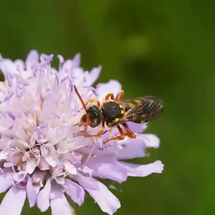 Foto von Langkopf-Wespenbiene (Nomada sexfasciata)