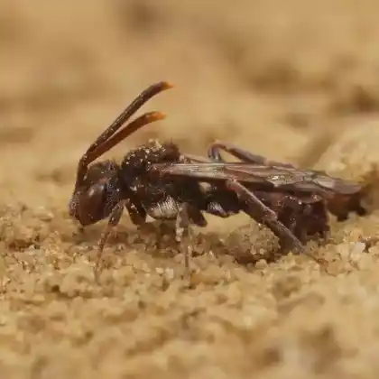Foto von Sheppards Wespenbiene (Nomada sheppardana)