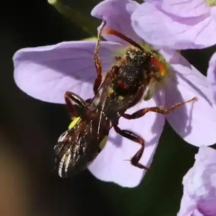 Foto von Stachelbeer-Wespenbiene (Nomada signata)