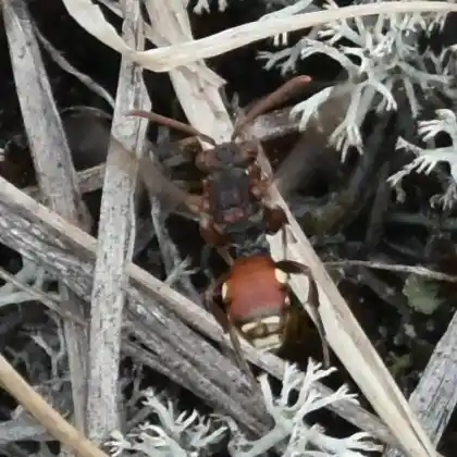 Foto von Gestreifte Wespenbiene (Nomada striata)