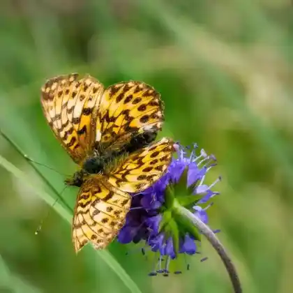 Foto von Natterwurz-Perlmuttfalter (Boloria titania)