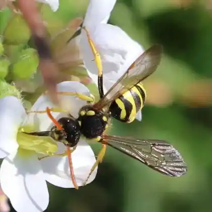 Foto von Gegürtete Wespenbiene (Nomada succincta)