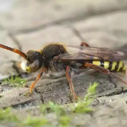 Foto von Zottige Wespenbiene (Nomada villosa)