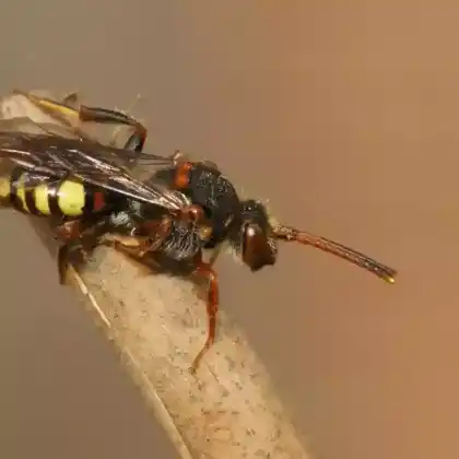 Foto von Binden-Wespenbiene (Nomada zonata)