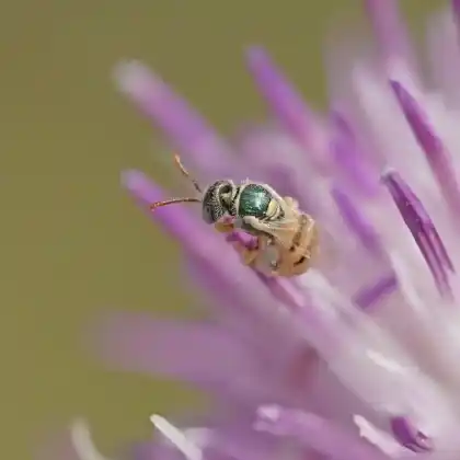 Foto von Dünen-Steppenbiene (Nomioides minutissimus)