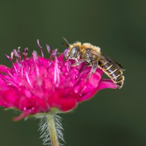 Glänzende Natternkopf-Mauerbiene