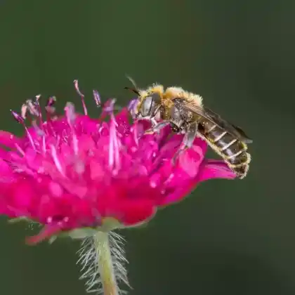 Foto von Glänzende Natternkopf-Mauerbiene (Osmia adunca)