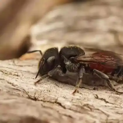 Foto von Rote Schneckenhausbiene (Osmia andrenoides)