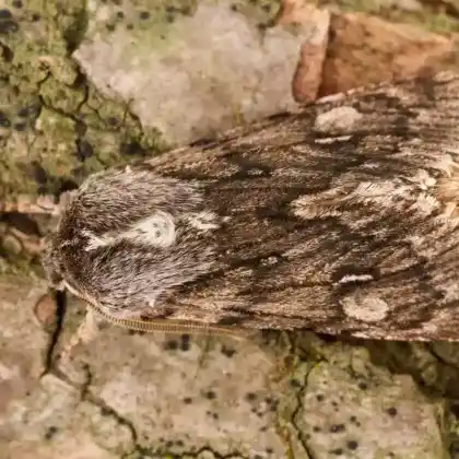 Foto von Frühlings-Rauhhaareule (Brachionycha nubeculosa)