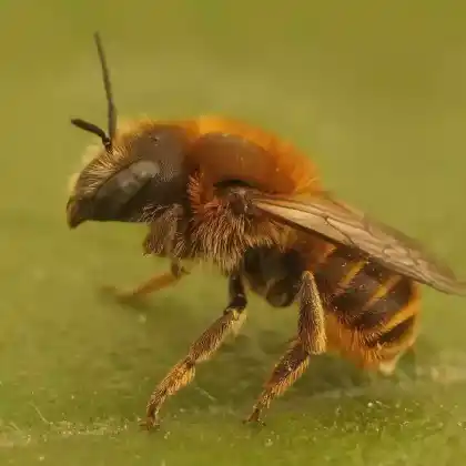Foto von Goldene Schneckenhausbiene (Osmia aurulenta)