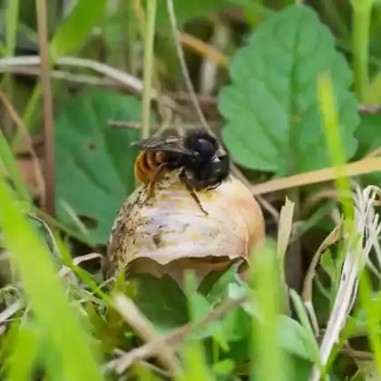 Foto von Zweifarbige Schneckenhausbiene (Osmia bicolor)