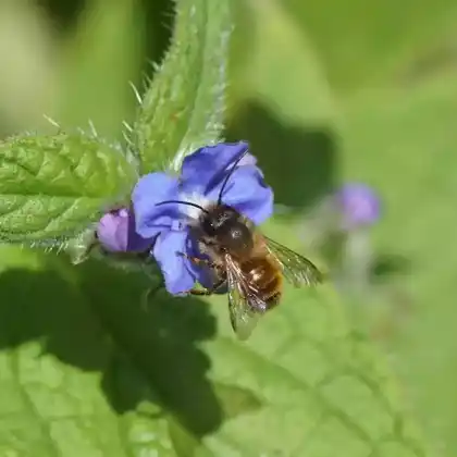 Foto von Rote Mauerbiene (Osmia bicornis)