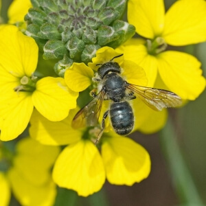 Schöterich-Mauerbiene