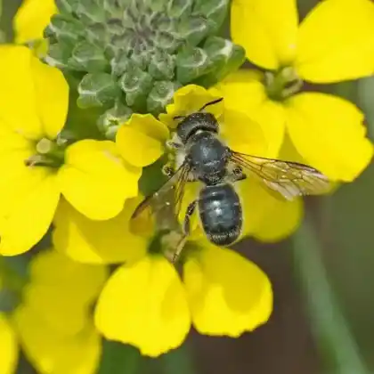 Foto von Schöterich-Mauerbiene (Osmia brevicornis)