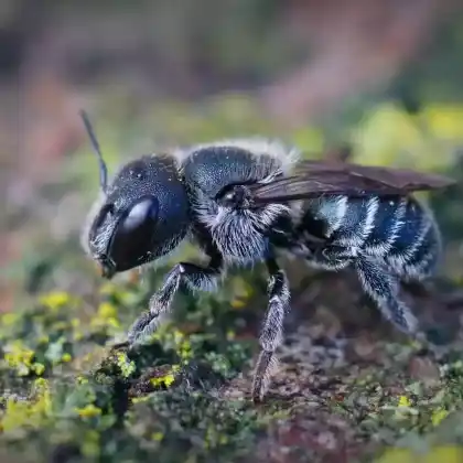 Foto von Blaue Mauerbiene (Osmia caerulescens)
