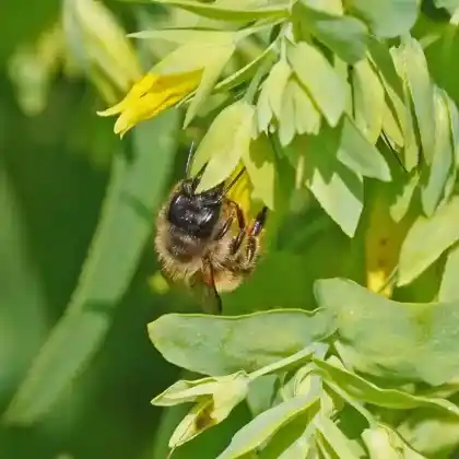 Foto von Wachsblumen-Mauerbiene (Osmia cerinthidis)