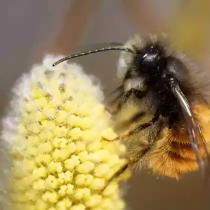 Foto von Gehörnte Mauerbiene (Osmia cornuta)