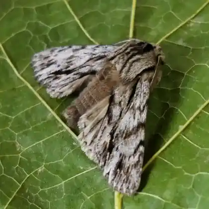 Foto von Linden-Rauhhaareule (Brachionycha sphinx)