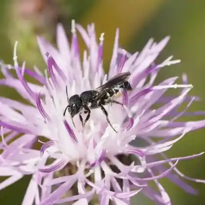 Foto von Gekerbte Löcherbiene (Heriades crenulatus)