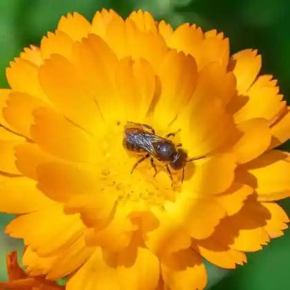 Foto von Zweihöckrige Mauerbiene (Osmia leaiana)
