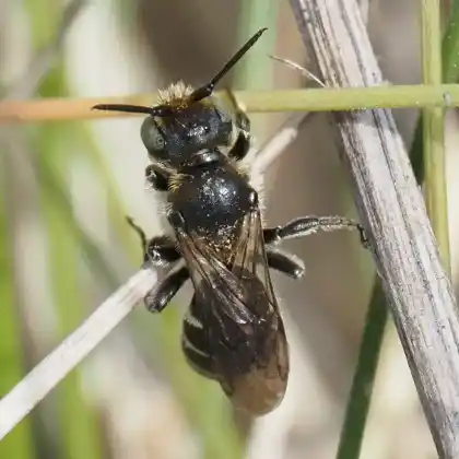 Foto von Schwarzspornige Stängel-Mauerbiene (Osmia leucomelana)