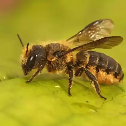 Foto von Einhöckrige Mauerbiene (Osmia niveata)