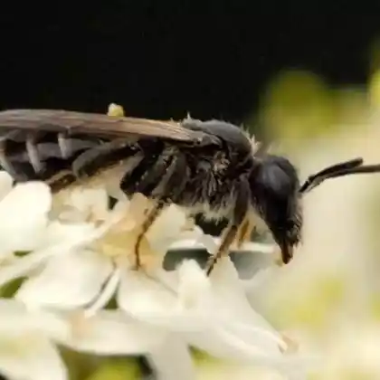 Foto von Mohn-Mauerbiene (Osmia papaveris)