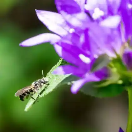 Foto von Glockenblumen-Scherenbiene (Osmia rapunculi)