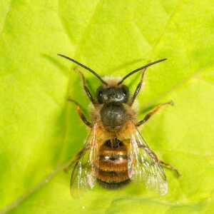 Rothaarige Schneckenhausbiene