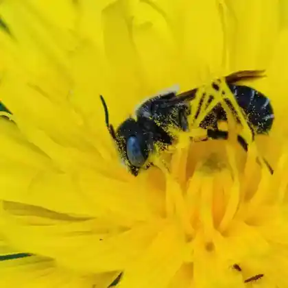 Foto von Bedornte Schneckenhausbiene (Osmia spinulosa)