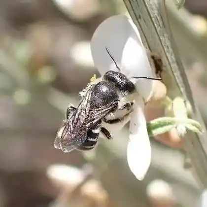 Foto von Schimmernde Mauerbiene (Osmia submicans)