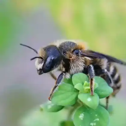 Foto von Dreizahn-Mauerbiene (Osmia tridentata)