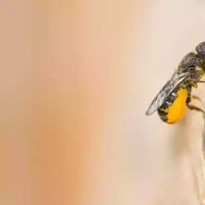 Foto von Gewöhnliche Löcherbiene (Osmia truncorum)