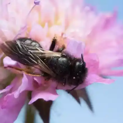 Foto von Große Zottelbiene (Panurgus banksianus)