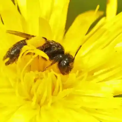Foto von Stumpfzähnige Zottelbiene (Panurgus calcaratus)