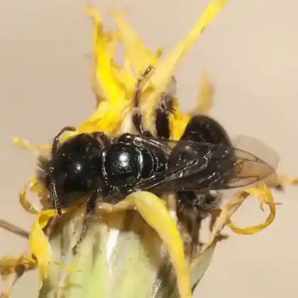 Foto von Spitzzähnige Zottelbiene (Panurgus dentipes)